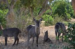 Safari Kenya 0270.jpg